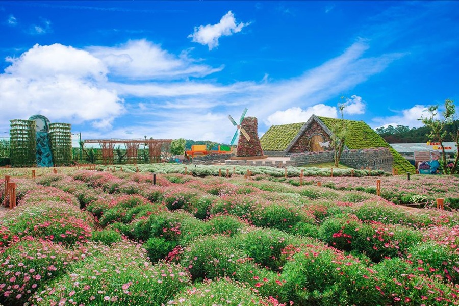 ĐÀ LẠT - MÙA ANH ĐÀO KHOE SẮC - Ảnh 3