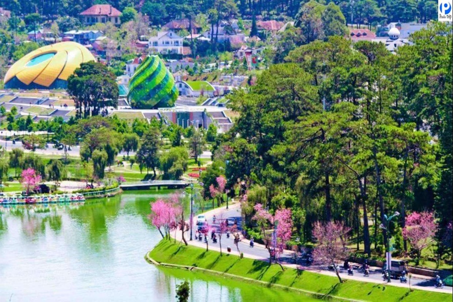 ĐÀ LẠT - MÙA ANH ĐÀO KHOE SẮC - Ảnh 4