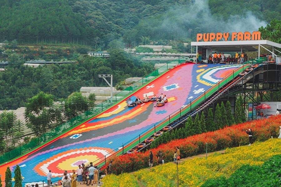 ĐÀ LẠT - MÙA ANH ĐÀO KHOE SẮC - Ảnh 2